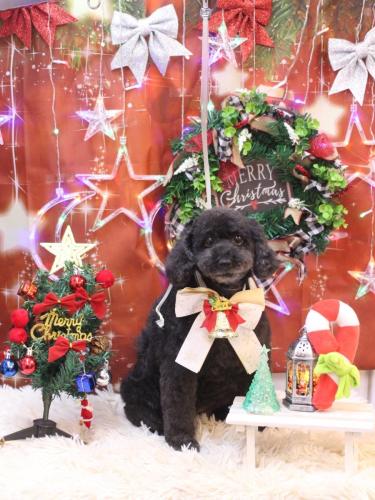 20231208リノちゃん